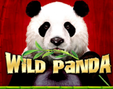 Wild Panda