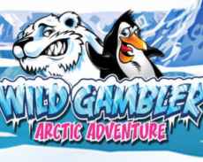 Wild Gambler Arctic