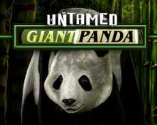 Untamed Giant Panda